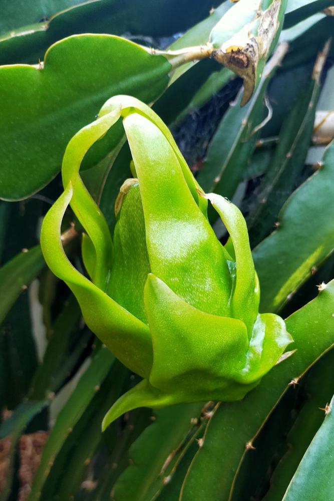 Green fruit